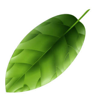 leaf-2 Image